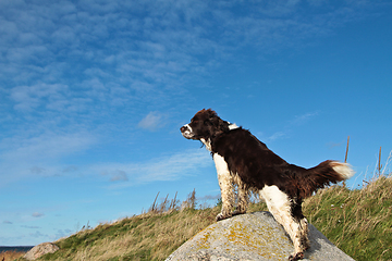 Image showing English Springer Spaniel