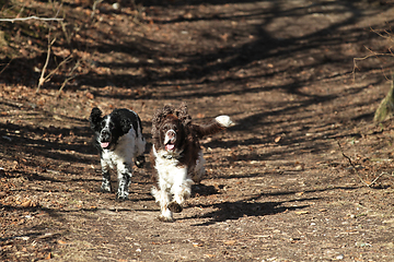 Image showing English Springer Spaniel