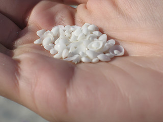 Image showing white tiny shell in the palm of a hand