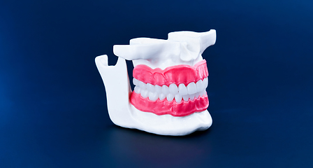 Image showing Human jaw with teeth and gums anatomy model