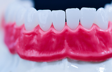 Image showing Lower human jaw with teeth and gums anatomy model