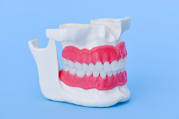 Image showing Human jaw with teeth and gums anatomy model