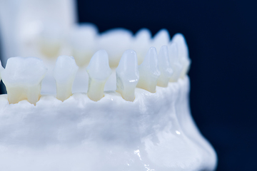 Image showing Lower human jaw with teeth anatomy model