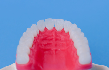 Image showing Upper human jaw with teeth and gums anatomy model