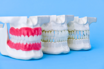 Image showing Human jaws with teeth and gums anatomy models