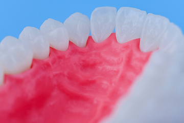 Image showing Upper human jaw with teeth and gums anatomy model