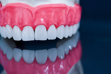 Image showing Upper human jaw model with a reflection on the glass