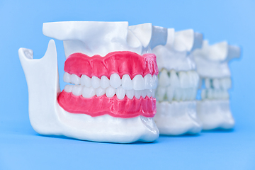 Image showing Human jaws with teeth and gums anatomy models