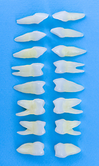 Image showing Top view of white teeth on blue background