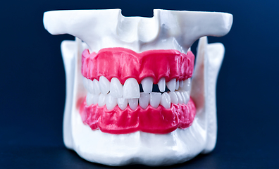 Image showing Human jaw with teeth and gums anatomy model