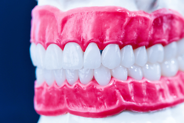 Image showing Human jaw with teeth and gums anatomy model