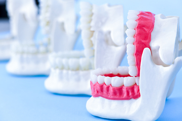 Image showing Dentist orthodontic teeth models