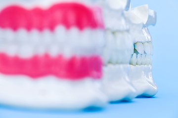 Image showing Human jaws with teeth and gums anatomy models