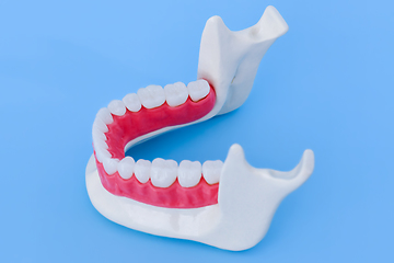 Image showing Lower human jaw with teeth and gums anatomy model