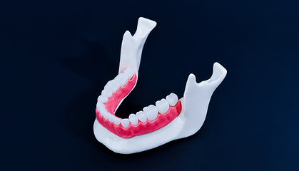 Image showing Lower human jaw with teeth and gums anatomy model