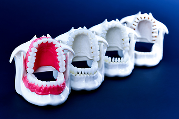 Image showing Dentist orthodontic teeth models