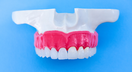 Image showing Upper human jaw with teeth and gums anatomy model