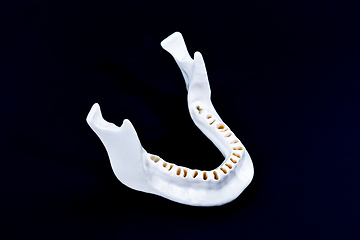 Image showing Lower human jaw without teeth