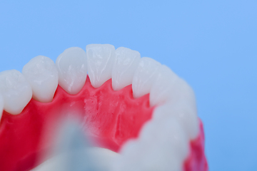 Image showing Lower human jaw with teeth and gums anatomy model