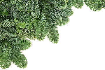 Image showing Spruce Fir Winter Greenery Background 