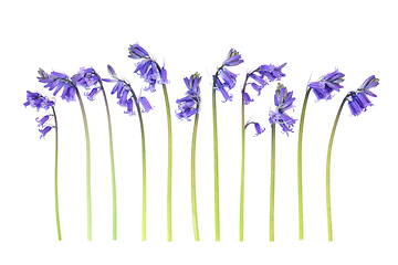 Image showing Spring Uncultivated Bluebell Flowers  