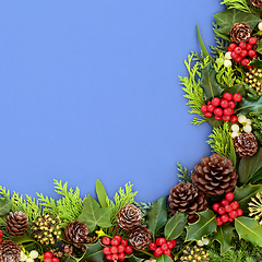 Image showing Winter Flora for Christmas and New Year 