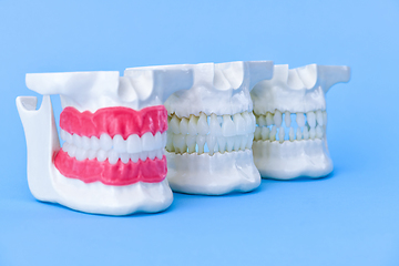 Image showing Human jaws with teeth and gums anatomy models