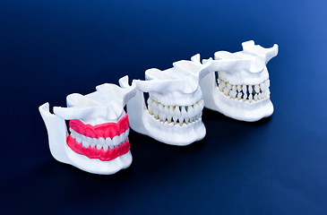 Image showing Human jaws with teeth and gums anatomy models