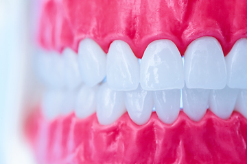 Image showing Human jaw with teeth and gums anatomy model