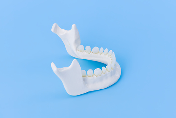 Image showing Lower human jaw with teeth anatomy model