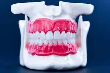 Image showing Human jaw with teeth and gums anatomy model