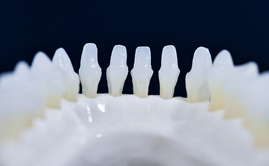 Image showing Lower human jaw with teeth anatomy model