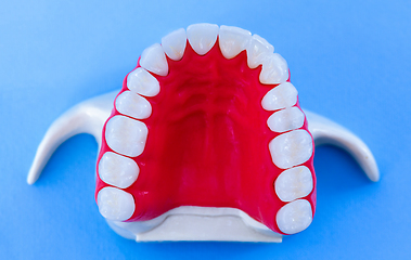 Image showing Upper human jaw with teeth and gums anatomy model