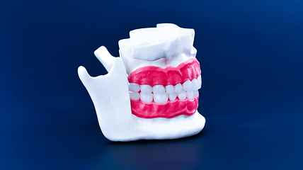 Image showing Human jaw with teeth and gums anatomy model