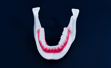 Image showing Lower human jaw with teeth and gums anatomy model