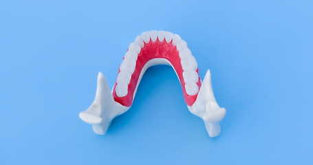 Image showing Lower human jaw with teeth and gums anatomy model