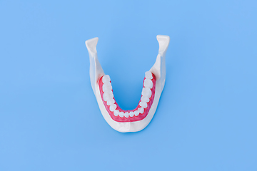 Image showing Lower human jaw with teeth and gums anatomy model