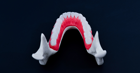 Image showing Lower human jaw with teeth and gums anatomy model