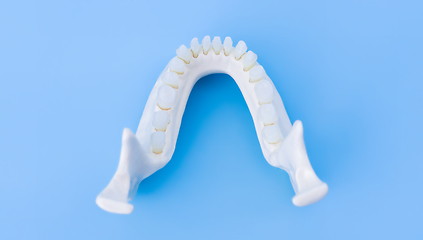 Image showing Lower human jaw with teeth anatomy model