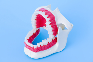 Image showing Dentist orthodontic teeth model