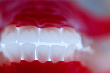 Image showing inside view of human jaw with teeth and gums anatomy model