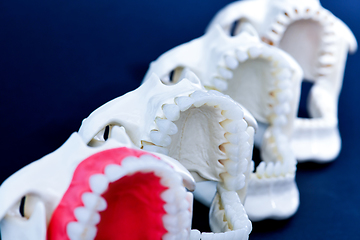 Image showing Dentist orthodontic teeth models