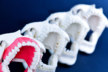 Image showing Dentist orthodontic teeth models