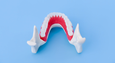 Image showing Lower human jaw with teeth and gums anatomy model