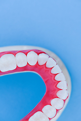 Image showing Lower human jaw with teeth and gums anatomy model