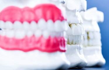 Image showing Human jaws with teeth and gums anatomy models