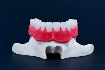 Image showing Upper human jaw with teeth and gums anatomy model