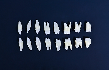 Image showing Top view of white teeth on blue background