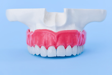 Image showing Upper human jaw with teeth and gums anatomy model