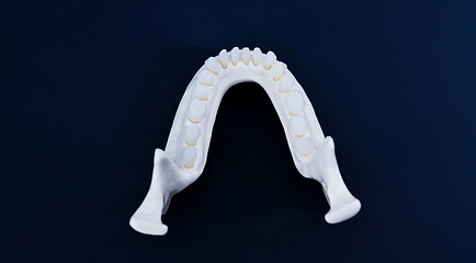 Image showing Lower human jaw with teeth anatomy model